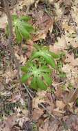 Image of mayapple