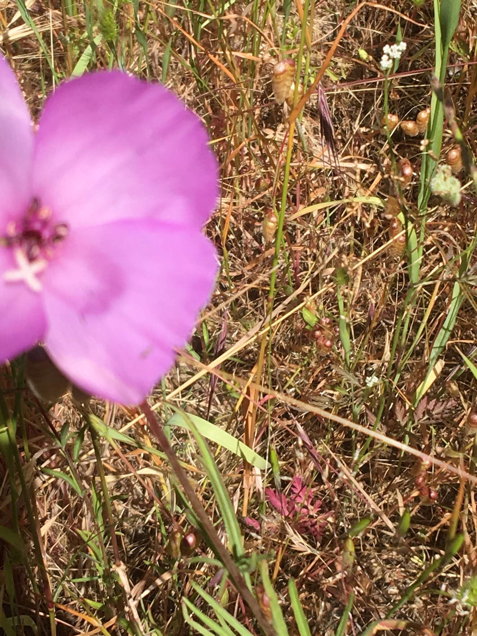 Imagem de Clarkia gracilis subsp. sonomensis (C. L. Bitchc.) F. H. Lewis & M. E. Lewis