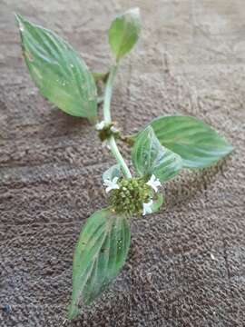 Image of Woodland False Buttonweed