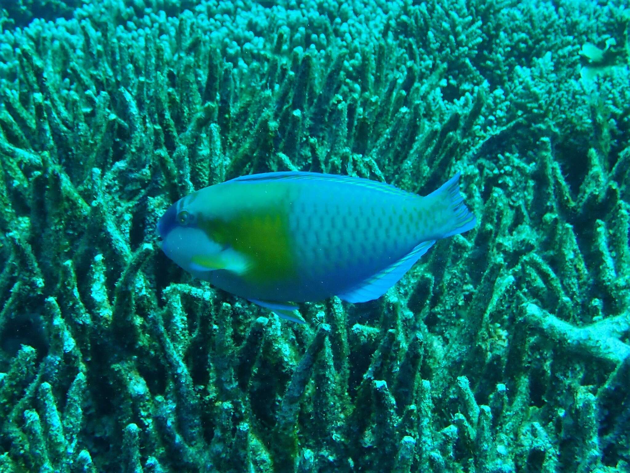 Plancia ëd Chlorurus bowersi (Snyder 1909)