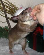 Image of Forest Giant Pouched Rat