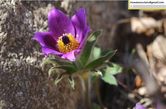 Image of Pulsatilla chinensis (Bunge) Regel