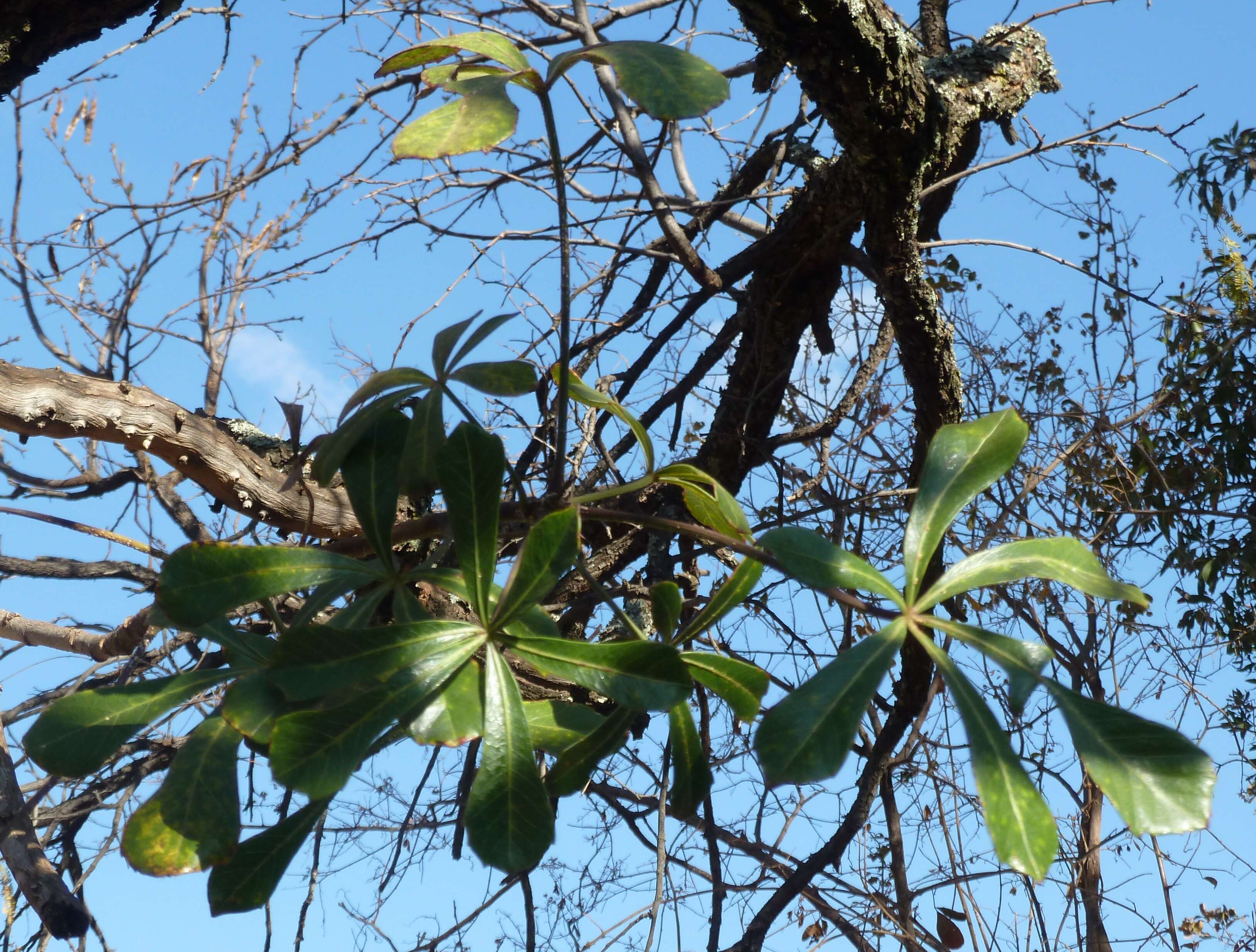 Image of Cussonia thyrsiflora Thunb.