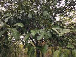 Sivun Diospyros castanea (Craib) H. R. Fletcher kuva