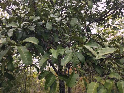 Image of Diospyros castanea (Craib) H. R. Fletcher