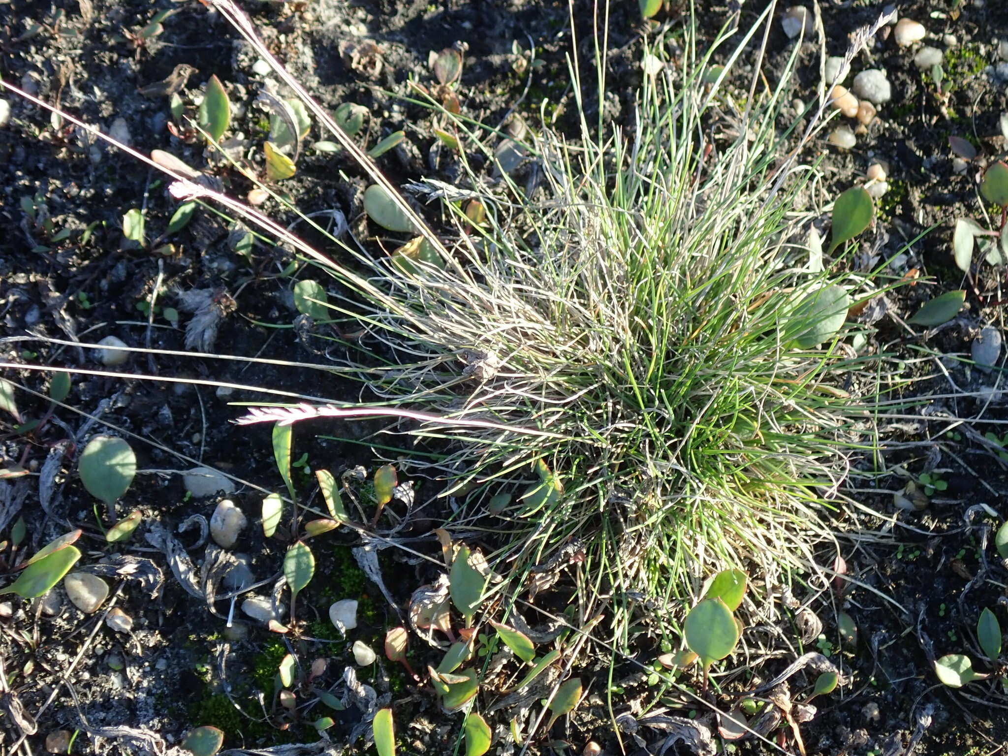 Image de Festuca pulchra Schur