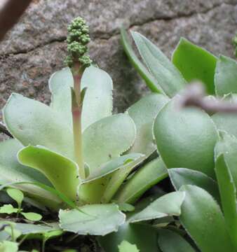 Image of Crassula orbicularis L.