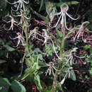 Plancia ëd Habenaria quinqueseta (Michx.) Eaton