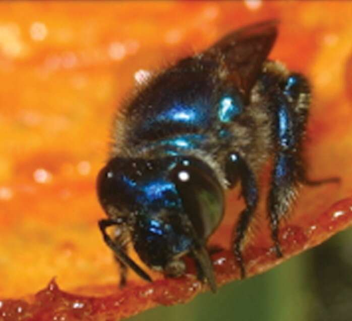 Image of Euglossa hyacinthina Dressler 1982