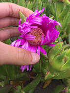 Image of Carpobrotus aequilaterus (Haw.) N. E. Br.