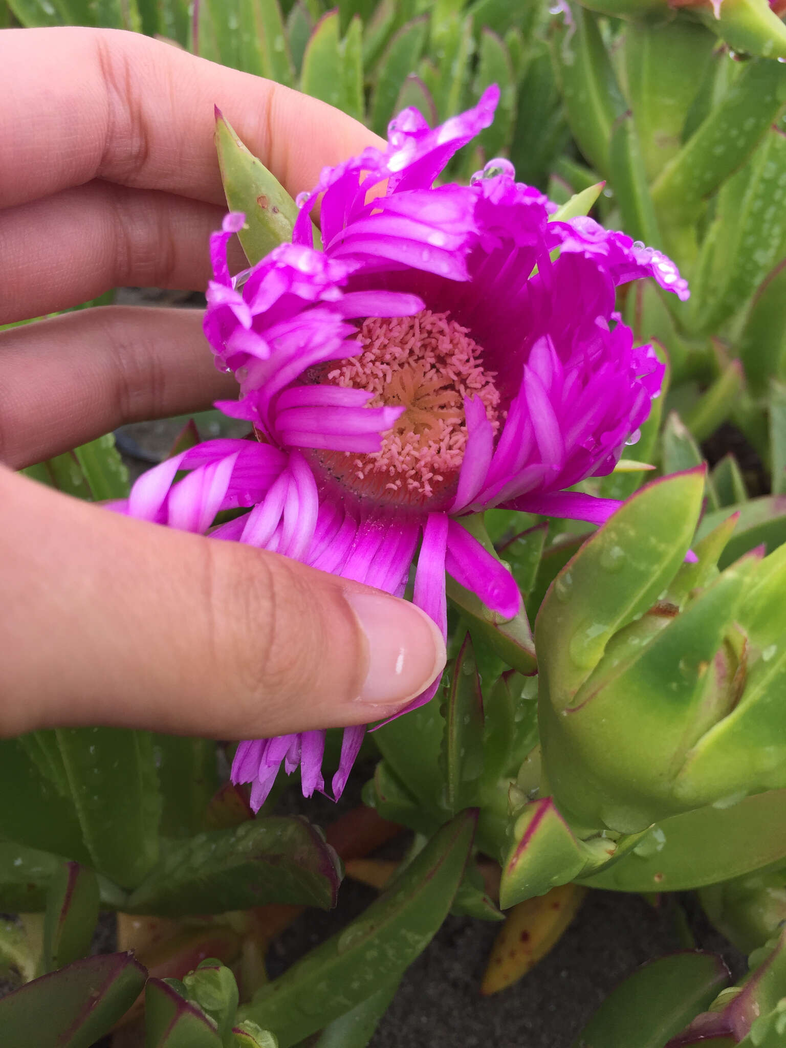 Imagem de Carpobrotus aequilaterus (Haw.) N. E. Br.