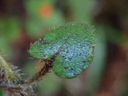 Image of Nertera villosa B. H. Macmill. & R. Mason