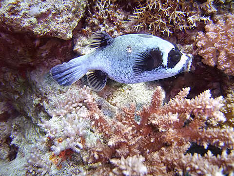 Image of Masked Puffer