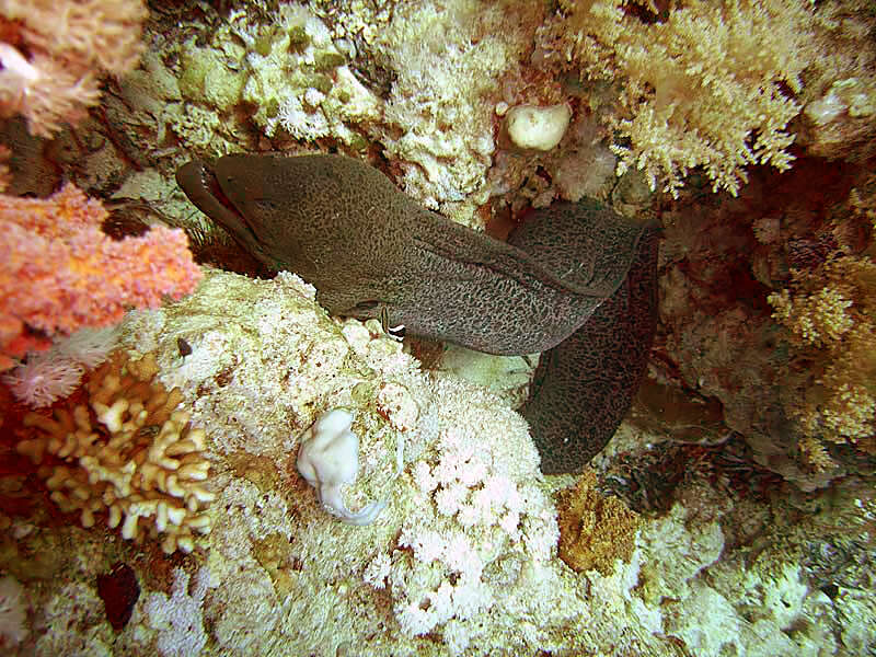 Image of Giant moray