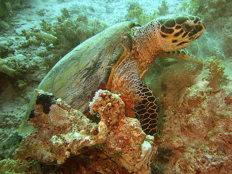 Image of Eretmochelys