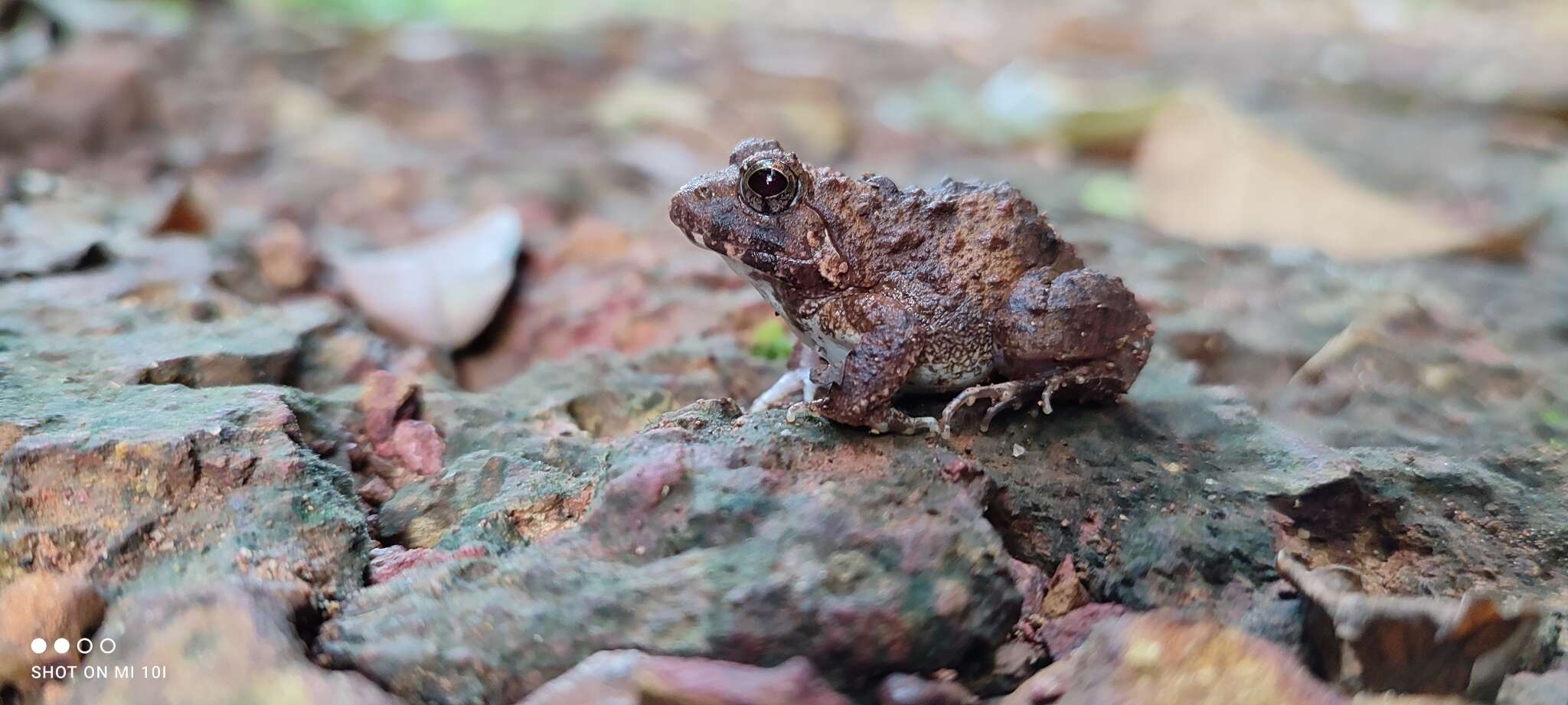 Imagem de Minervarya rufescens (Jerdon 1853)