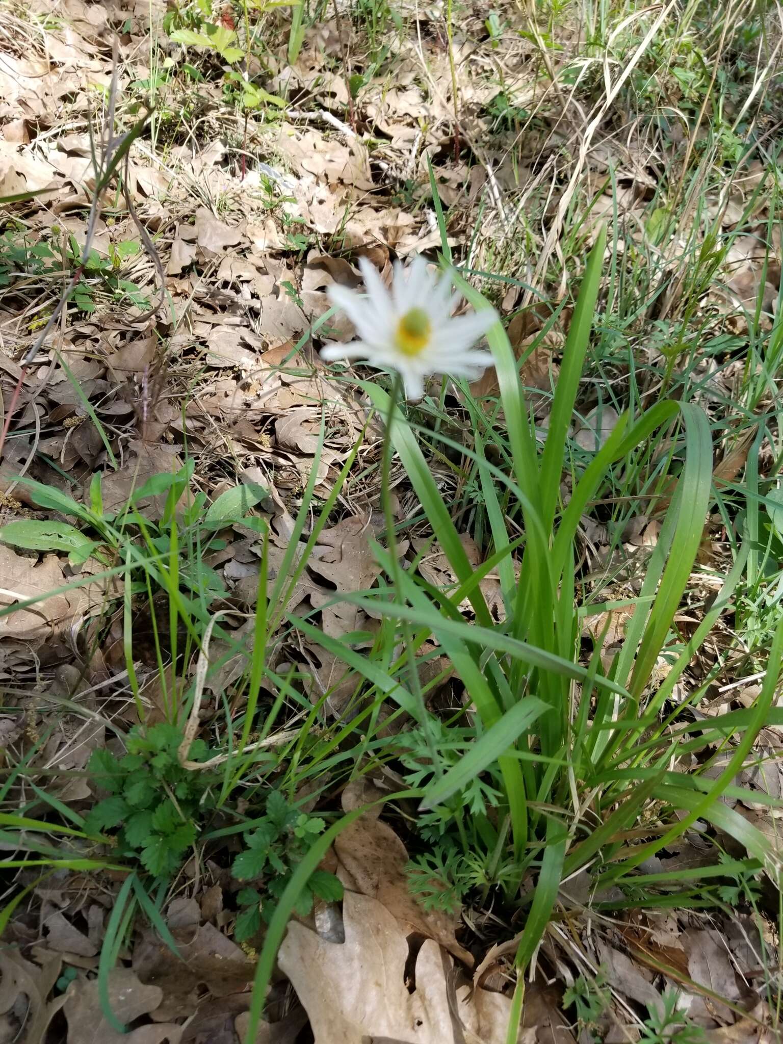 Image of Carolina anemone