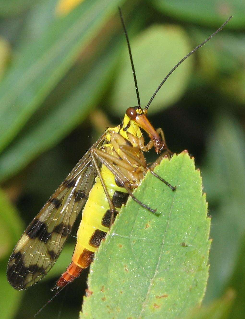 Слика од Panorpa communis Linnaeus 1758