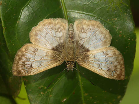 Image of Carrhenes canescens pallida Röber 1925