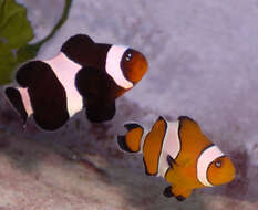 Imagem de Amphiprion ocellaris Cuvier 1830