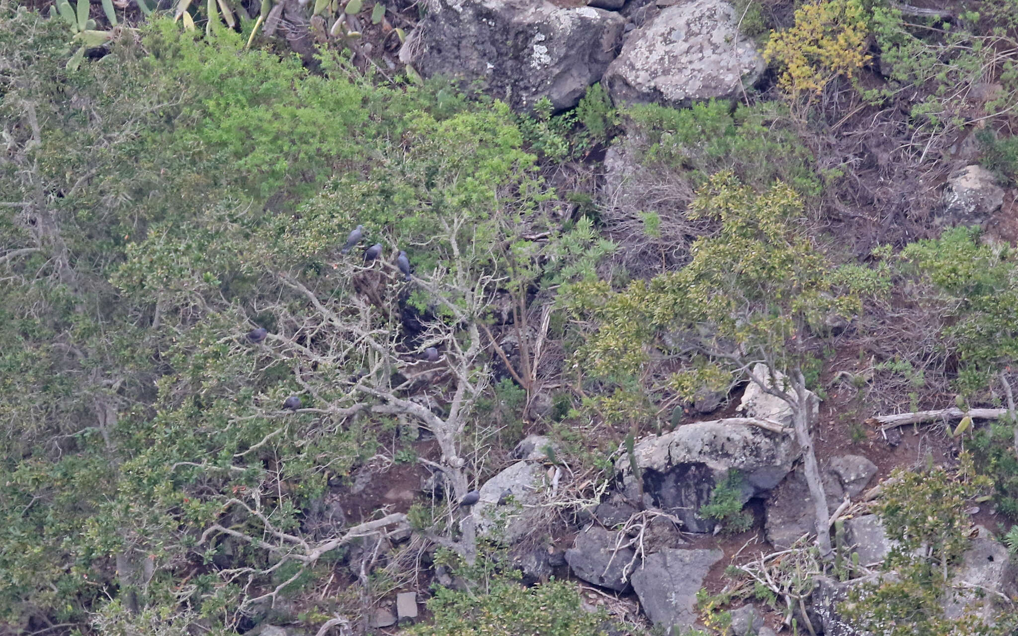 Image of Bolle's Laurel Pigeon