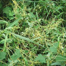 Image of Cuscuta chinensis Lam.