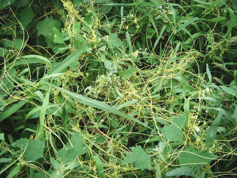 Image of Cuscuta chinensis Lam.