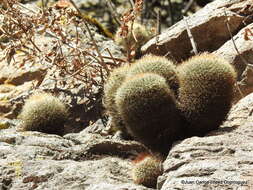 Image de Mammillaria discolor Haw.