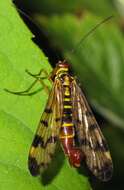 Image of Common scorpionfly