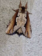Image of Double-toothed Prominent