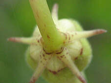 Image of Ceropegia lugardiae N. E. Br.