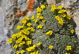 Image of Draba rigida Willd.