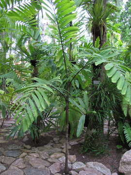 Image of Veitchia vitiensis (H. Wendl.) H. E. Moore