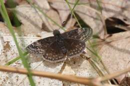 Image de Erynnis lucilius Scudder & Burgess 1870