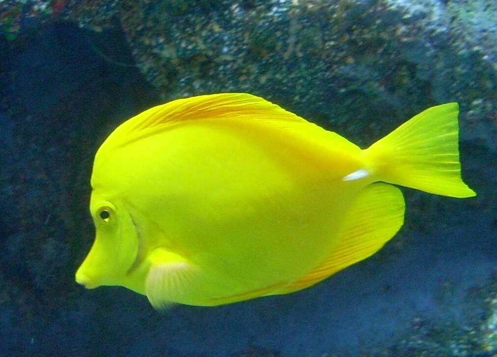 Image of Lemon Sailfin