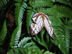 Image de Cyrestis thyodamas formosana Fruhstorfer 1898