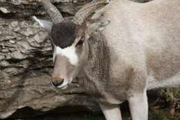 Image of Addax