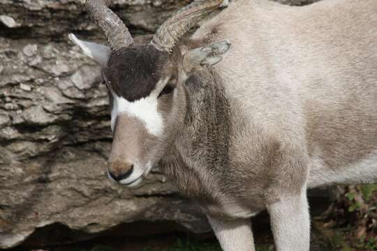 Image of Addax Laurillard 1841