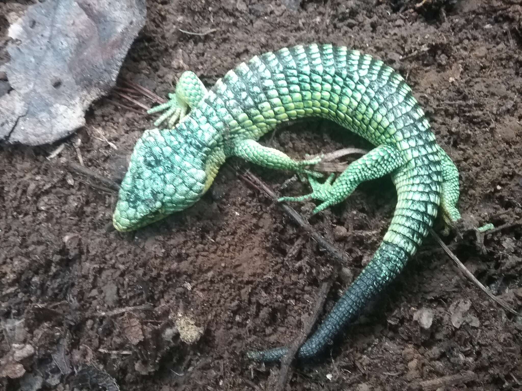 Слика од Abronia graminea (Cope 1864)