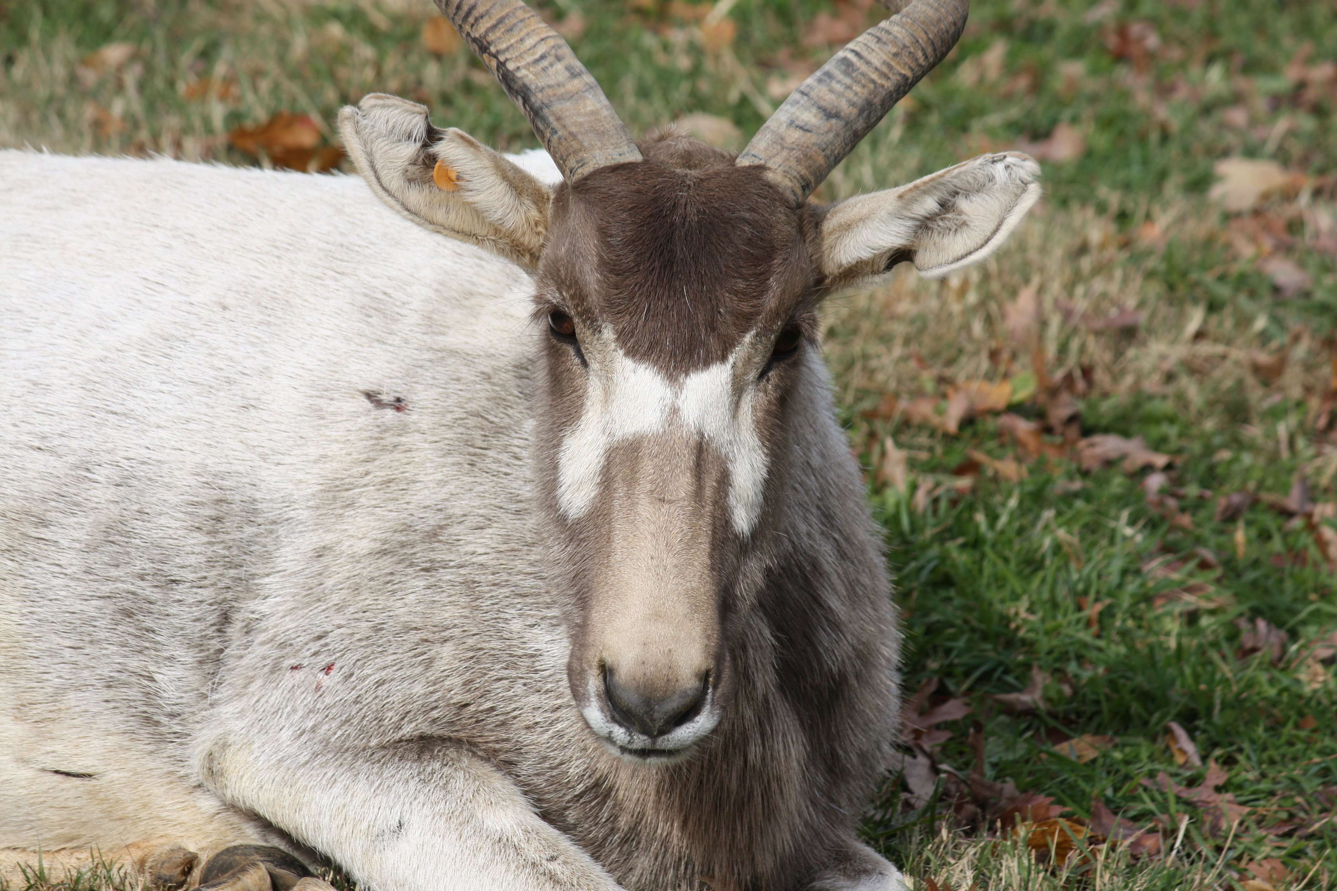 Image of Addax