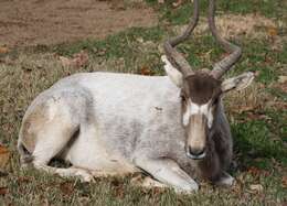 Image of Addax Laurillard 1841