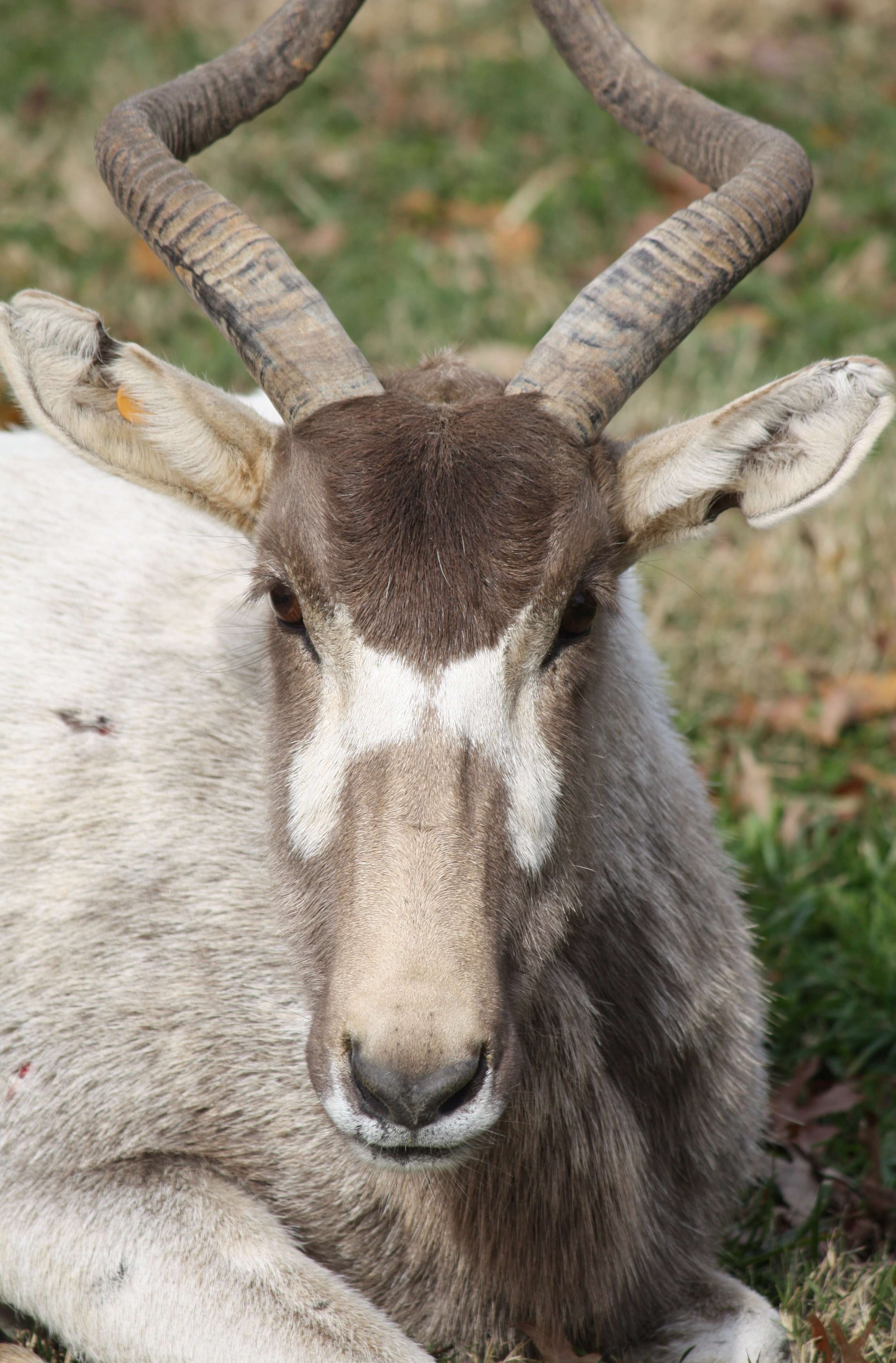 Image of Addax Laurillard 1841