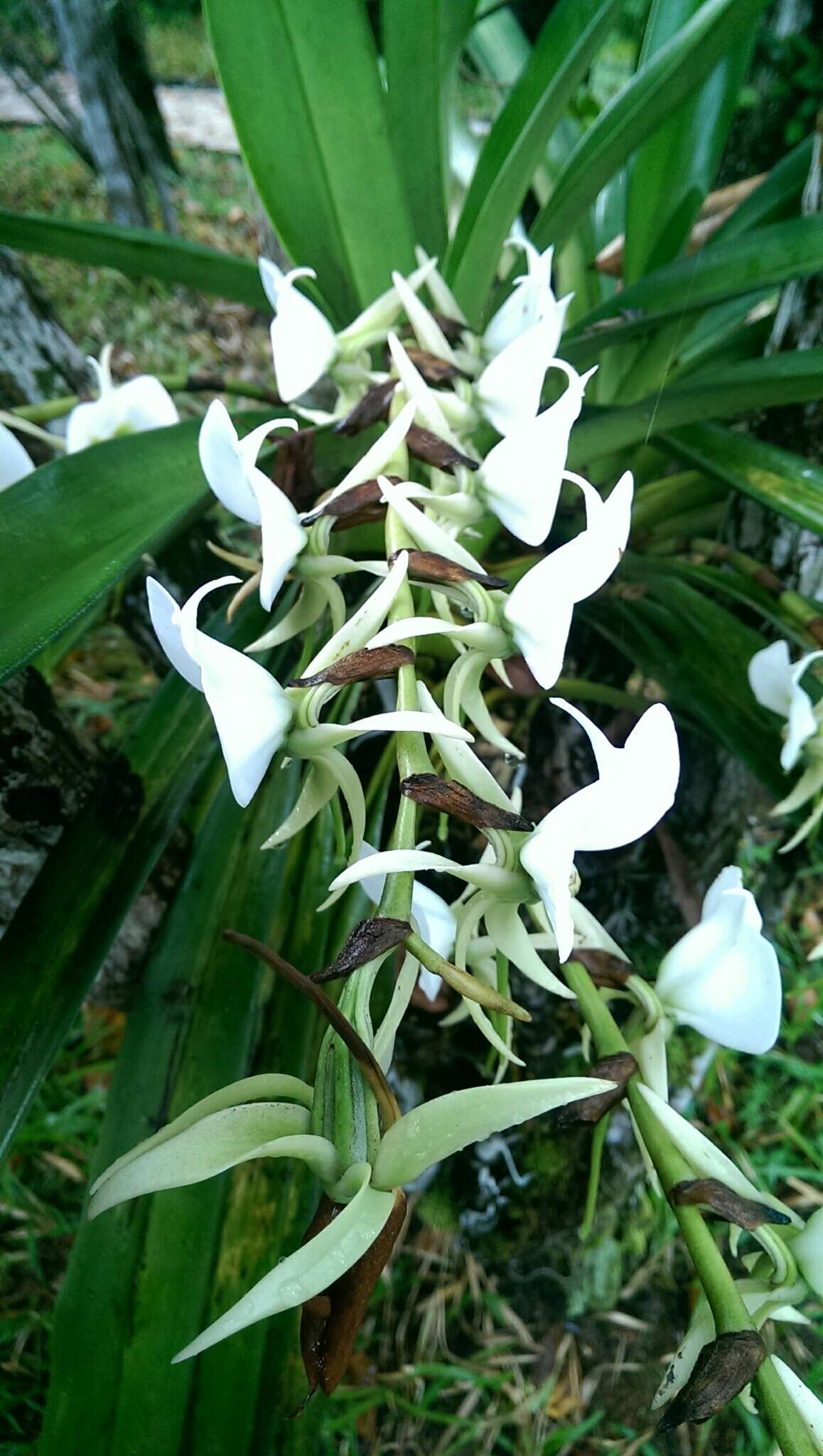 Image of Angraecum eburneum subsp. superbum (Thouars) H. Perrier