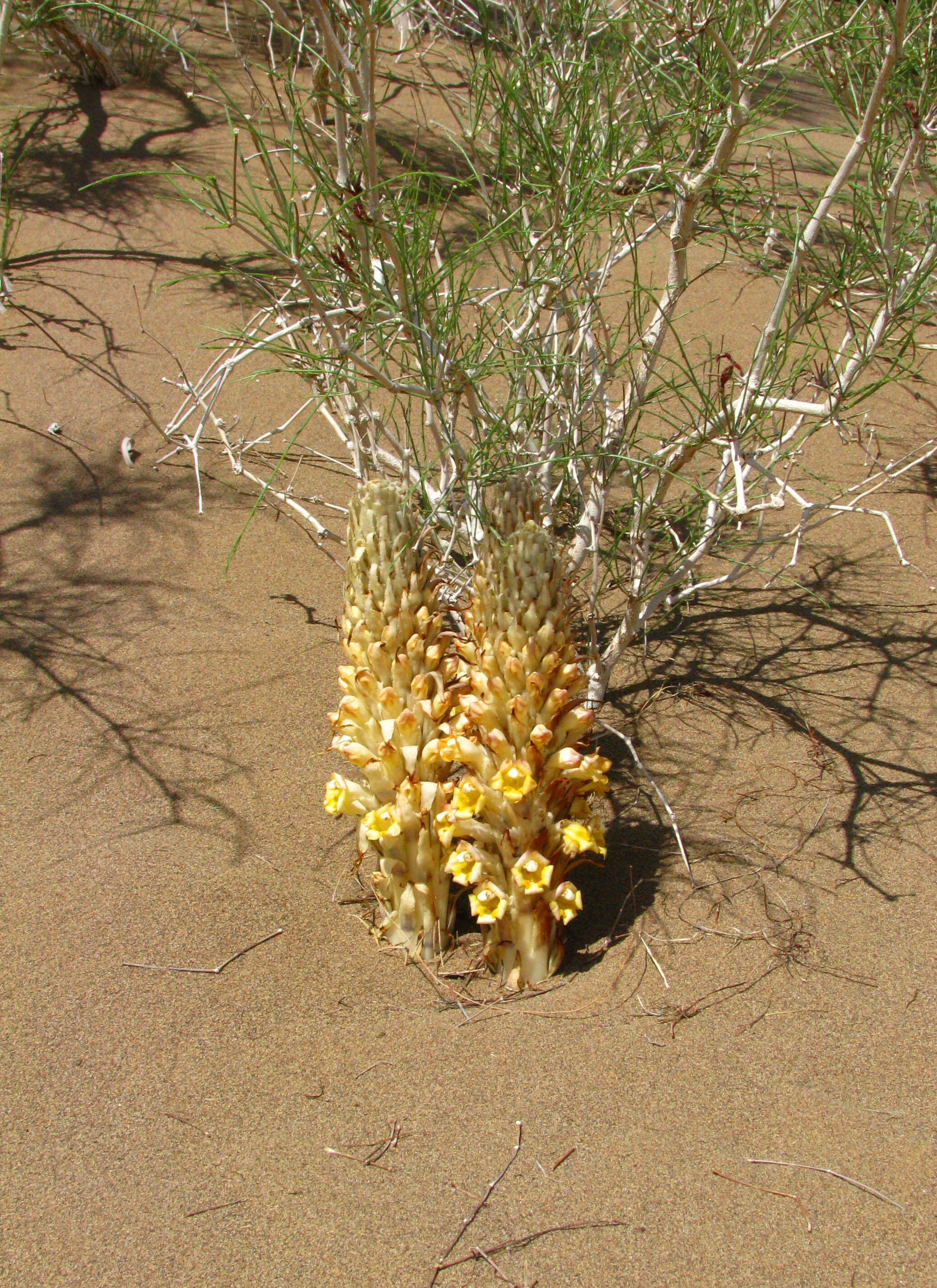 Image of Desert hyacinth