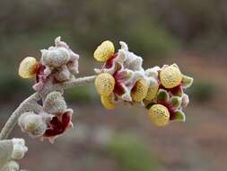 Image of Chenopodium curvispicatum P. G. Wilson