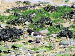 Image of oystercatcher, eurasian oystercatcher