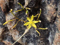 Image of Bobartia paniculata G. J. Lewis