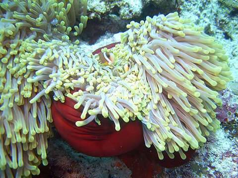 Image of Bulb-Tip Anemone