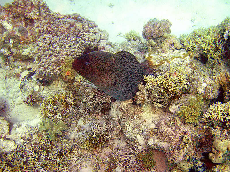 Image of Giant moray