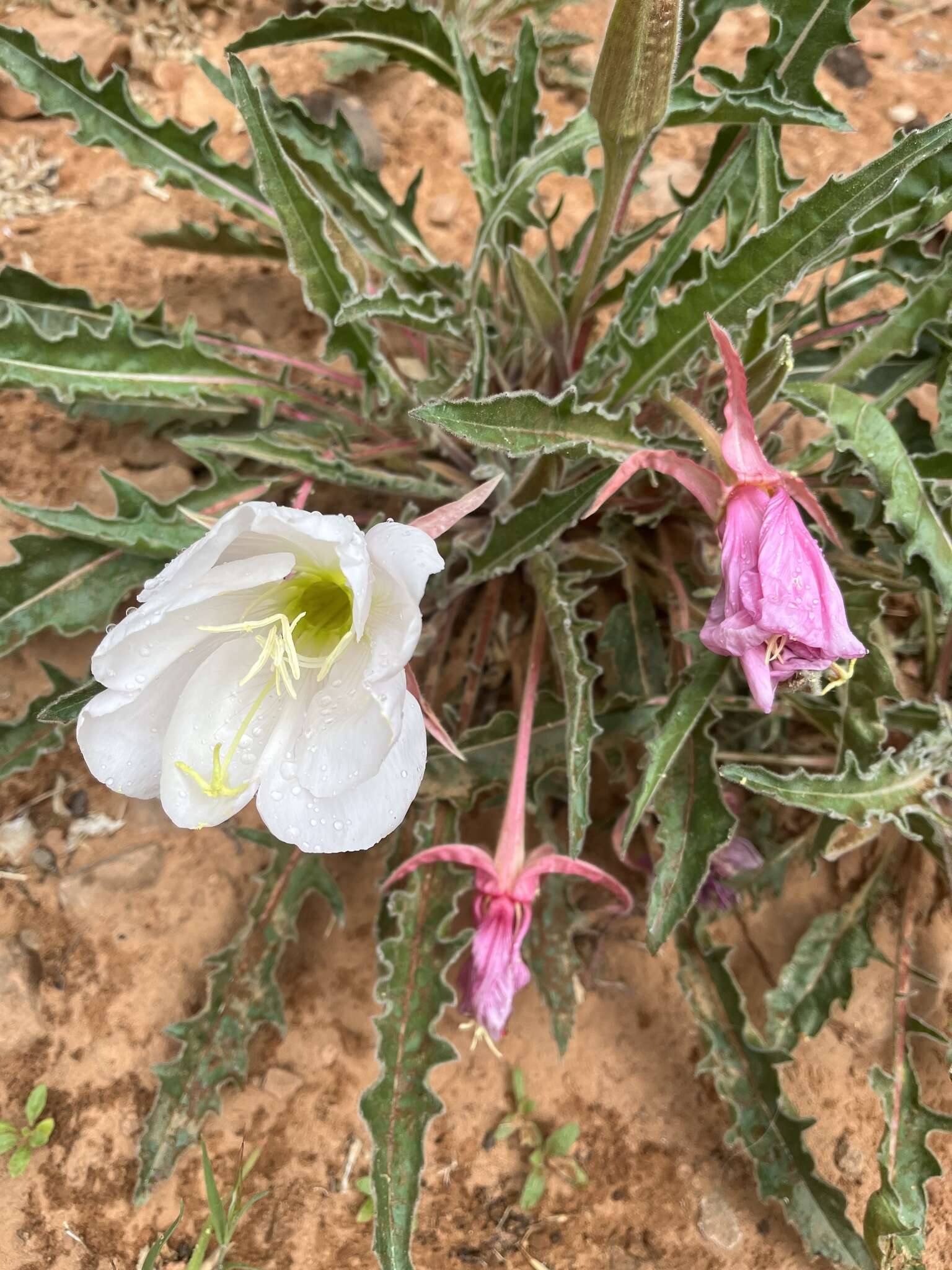 Image de Oenothera cespitosa subsp. marginata (Nutt. ex Hook. & Arn.) Munz